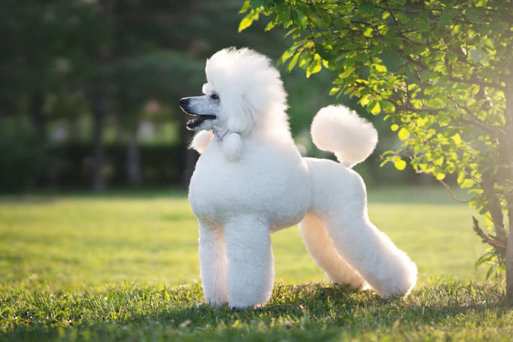 Show poodle, full groom, dog grooming in West Melbourne