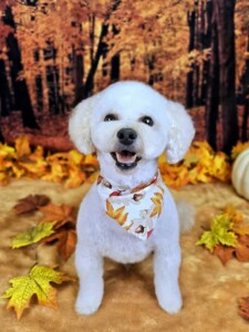 Oliver after grooming at Jessi’s home studio in West Melbourne, FL