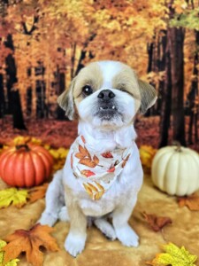 Bayou after grooming at Jessi’s home studio in West Melbourne, FL