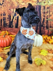Winston after grooming at Jessi’s home studio in West Melbourne, FL