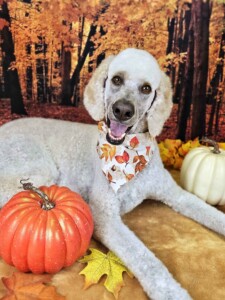 Bella after grooming at Jessi’s home studio in West Melbourne, FL