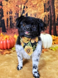 Piper after grooming at Jessi’s home studio in West Melbourne, FL
