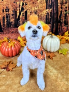 Mohawk after grooming at Jessi’s home studio in West Melbourne, FL