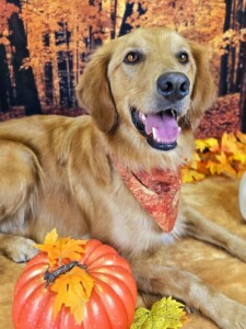 Golden Retriever after grooming at Jessi’s home studio in West Melbourne, FL