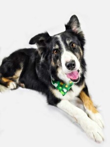 Jack after grooming at Jessi’s home studio in West Melbourne, FL