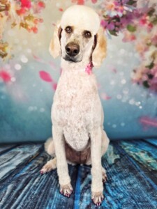 Standard Poodle after grooming at Jessi’s home studio in West Melbourne, FL