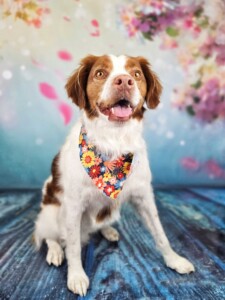 Spaniel after grooming at Jessi’s home studio in West Melbourne, FL