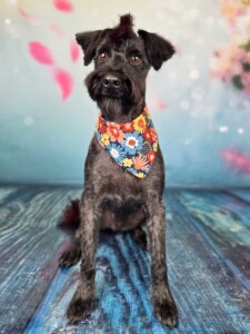 Winston after grooming at Jessi’s home studio in West Melbourne, FL