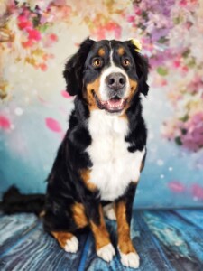 Zara after grooming at Jessi’s home studio in West Melbourne, FL