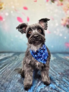 Molly the Terrier after grooming at Jessi’s home studio in West Melbourne, FL
