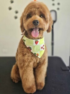 Cockapoo after grooming at Jessi’s home studio in West Melbourne, FL
