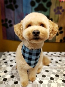 Bubba after grooming at Jessi’s home studio in West Melbourne, FL