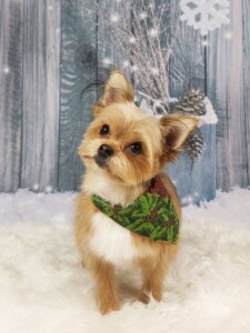 Penni after grooming at Jessi’s home studio in West Melbourne, FL