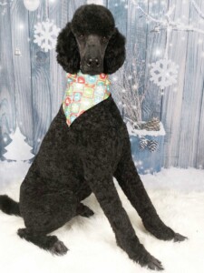 Rennie after grooming at Jessi’s home studio in West Melbourne, FL