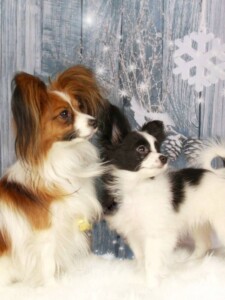 Papillon after grooming at Jessi’s home studio in West Melbourne, FL