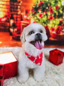 Bruno after grooming at Jessi’s home studio in West Melbourne, FL