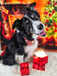 Border Collie after grooming at Jessi’s home studio in West Melbourne, FL