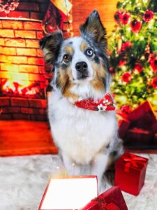 Miniature Australian Shepherd after grooming at Jessi’s home studio in West Melbourne, FL