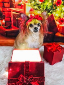 Yorkie after grooming at Jessi’s home studio in West Melbourne, FL