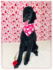 Black poodle after grooming at Jessi’s home studio in West Melbourne, FL