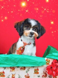 Frankie after grooming at Jessi’s home studio in West Melbourne, FL