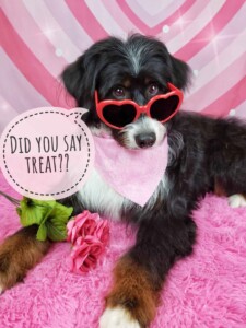 Glasses after grooming at Jessi’s home studio in West Melbourne, FL