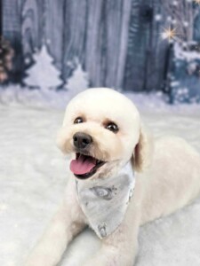 Toy Poodle after grooming at Jessi’s home studio in West Melbourne, FL
