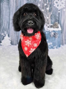 Izzy after grooming at Jessi’s home studio in West Melbourne, FL