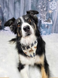 Border Collie after grooming at Jessi’s home studio in West Melbourne, FL