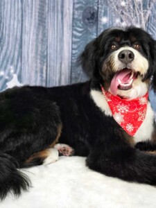 Bernadoodle after grooming at Jessi’s home studio in West Melbourne, FL
