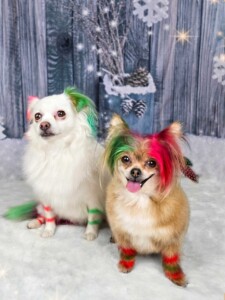 Madi & Penni after grooming at Jessi’s home studio in West Melbourne, FL