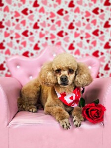 Toy Poodle after grooming at Jessi’s home studio in West Melbourne, FL