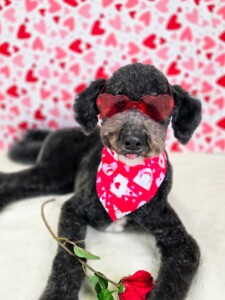 Tobi after grooming at Jessi’s home studio in West Melbourne, FL