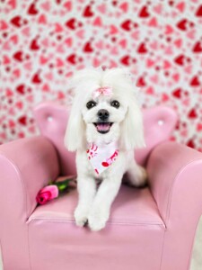 Maltese after grooming at Jessi’s home studio in West Melbourne, FL