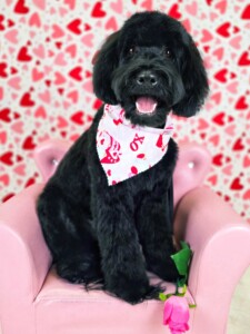 Doodle after grooming at Jessi’s home studio in West Melbourne, FL