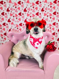 heart glasses dog after grooming at Jessi’s home studio in West Melbourne, FL