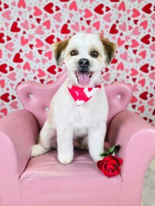 Bijon shih tzu after grooming at Jessi’s home studio in West Melbourne, FL