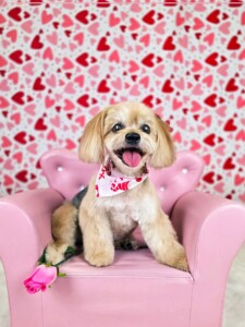 Yorkie Poodle Mix after grooming at Jessi’s home studio in West Melbourne, FL