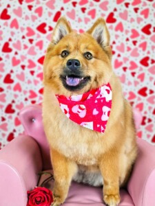 Pomeranian Chow after grooming at Jessi’s home studio in West Melbourne, FL