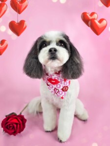 Chloe after grooming at Jessi’s home studio in West Melbourne, FL