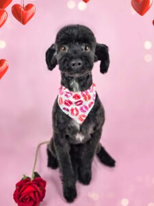Poodle mix after grooming at Jessi’s home studio in West Melbourne, FL